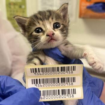 Wonderwall -  Domestic Medium Hair Cat Available for Adoption in Charleston, West Virginia - Wonderwall | PetCurious
