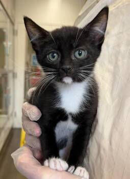 Goat -  Domestic Short Hair Cat for Adoption in Bellevue, Washington - Goat | PetCurious