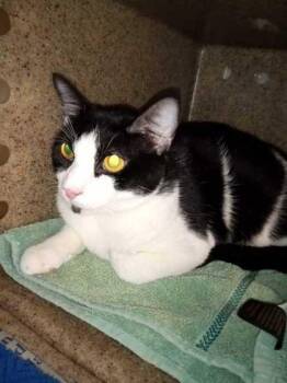 Spot -  Domestic Short Hair Cat for Adoption in Daytona Beach, Florida - Spot | PetCurious
