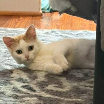 Domestic Short Hair Cats Available for Adoption in Marshall, Virginia - Leah (In Foster) | PetCurious