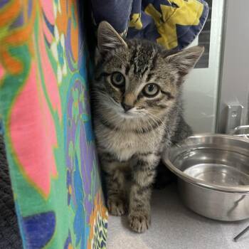 Lizzie -  Domestic Short Hair Cat for Adoption in Hailey, Idaho - Lizzie | PetCurious