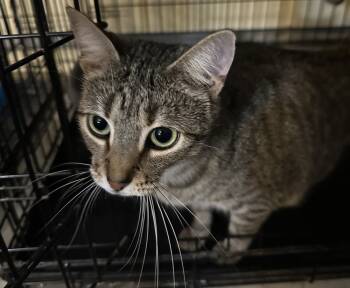 Rescue Domestic Short Hair Cats for Adoption in Carrollton, Virginia - Sidekick | PetCurious