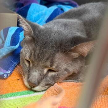 Tripoli -  Domestic Short Hair Cat for Adoption in Philadelphia, Pennsylvania - Tripoli | PetCurious