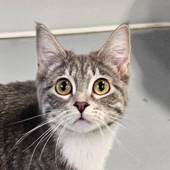 Crissy -  Domestic Short Hair Cat for Adoption in Sheridan, Wyoming - Crissy | PetCurious