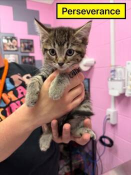 Domestic Short Hair Cats Available for Adoption in Columbus, Indiana - Perseverance | PetCurious