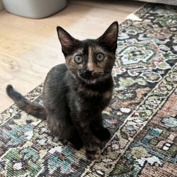 Cindy -  Domestic Short Hair Cat for Adoption in Victoria, British Columbia - Cindy | PetCurious