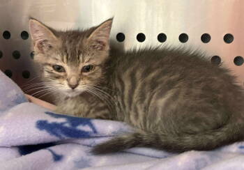 Rescue Domestic Short Hair Cats for Adoption in Rustburg, Virginia - Dill Pickel - At Shelter | PetCurious