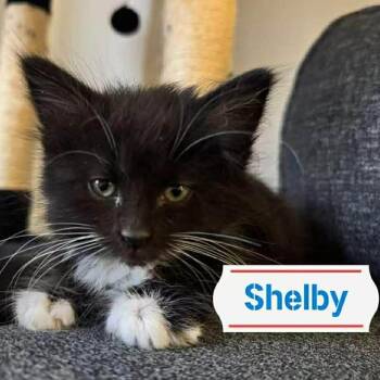 Domestic Medium Hair Cats Available for Adoption in Sioux Falls, South Dakota - Shelby | PetCurious