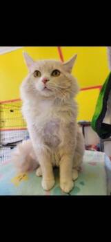 Rescue Domestic Long Hair Cats for Adoption in Owensboro, Kentucky - MARSHMELLOW | PetCurious