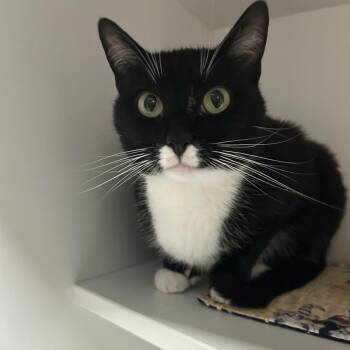 Oreo Cheesecake -  Domestic Short Hair Cat for Adoption in Waynesville, North Carolina - Oreo Cheesecake | PetCurious