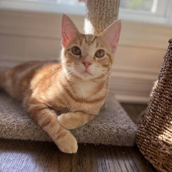 Biscuit -  Domestic Short Hair Cat for Adoption in Plainfield, Illinois - Biscuit | PetCurious