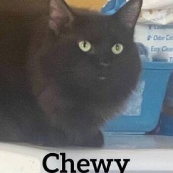 Rescue Domestic Long Hair Cats for Adoption in Midland, Texas - Chewy | PetCurious