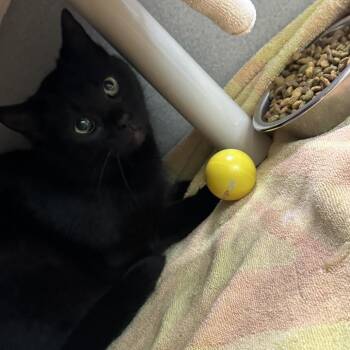 Domestic Short Hair Cats Available for Adoption in Morganton, North Carolina - Zipline | PetCurious