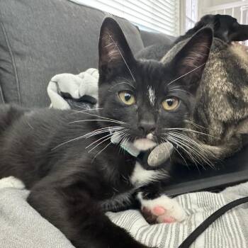 Chip - male kitten -  Tuxedo Cat for Adoption in Los Altos, California - Chip - Male Kitten | PetCurious