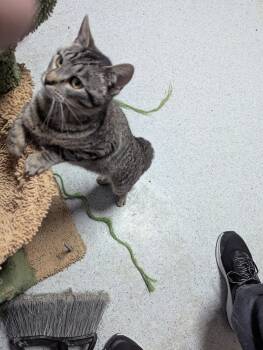 Domestic Short Hair Cats Available for Adoption - Sweetie Pie | PetCurious