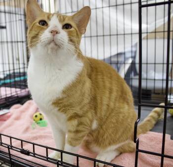 Rescue Domestic Short Hair Cats for Adoption in Pleasantville, New Jersey - Fabio | PetCurious