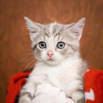 Nori -  Domestic Short Hair Cat for Adoption in Hattiesburg, Mississippi - Nori | PetCurious