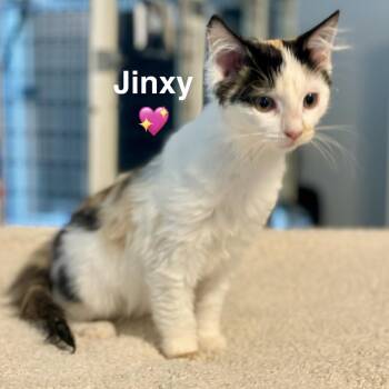 Jinxy -  Domestic Short Hair Cat for Adoption in Peachtree City, Georgia - Jinxy | PetCurious