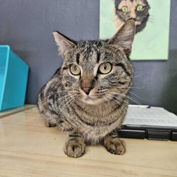 Domestic Short Hair Cats Available for Adoption - Dancer | PetCurious