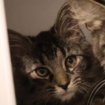 Pooh *bonded to Mystery* -  Domestic Medium Hair Cat for Adoption in Briarcliff Manor, New York - Pooh *bonded To Mystery* | PetCurious