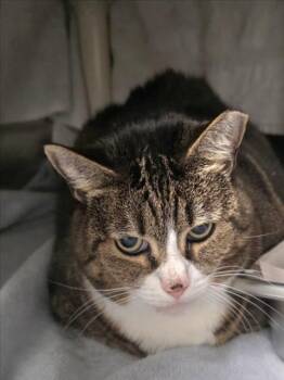 CITY KITTY -  Domestic Short Hair Cat for Adoption in Derwood, Maryland - CITY KITTY | PetCurious