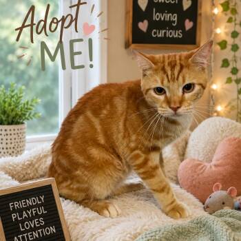 Ed Sheeran -  Domestic Short Hair Cat for Adoption in Anderson, South Carolina - Ed Sheeran | PetCurious