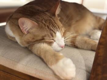 Domestic Short Hair Cats Available for Adoption in Herndon, Virginia - Nolan | PetCurious
