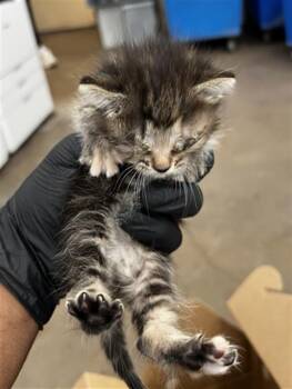 GIGI -  Domestic Long Hair Cat for Adoption in Dallas, Texas - GIGI | PetCurious