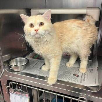 Key Lime Pie -  Domestic Medium Hair Cat for Adoption in Toronto, Ontario - Key Lime Pie | PetCurious