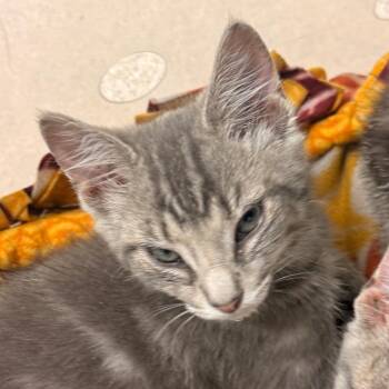 Domestic Short Hair Cats Available for Adoption in Evansville, Indiana - Luigi | PetCurious