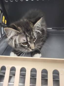 Domestic Medium Hair Cats Available for Adoption in Lawrenceville, Georgia - If 2 | PetCurious