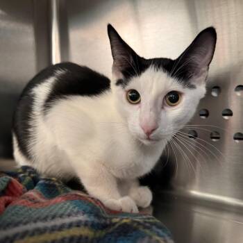 Nicholas NM -  Domestic Short Hair Cat for Adoption in Denver, Colorado - Nicholas NM | PetCurious