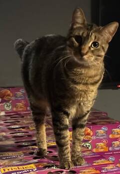 Rescue Domestic Short Hair Cats for Adoption in Mokena, Illinois - Lil Homie | PetCurious