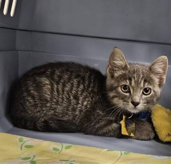 Domestic Short Hair Cats Available for Adoption in St. Louis, Missouri - COBALT | PetCurious