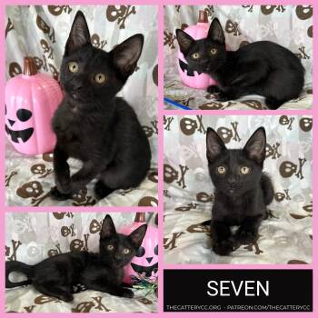 Seven -  Domestic Short Hair Cat for Adoption in Corpus Christi, Texas - Seven | PetCurious