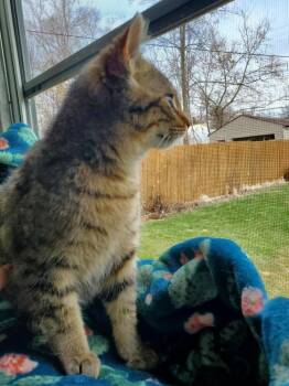 Domestic Short Hair Cats Available for Adoption in Ferndale, Michigan - Bones | PetCurious