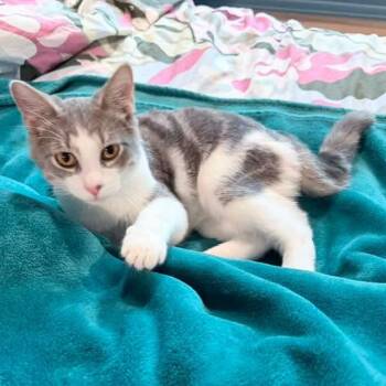Hagrid -  Domestic Short Hair Cat for Adoption in Grand Rapids, Michigan - Hagrid | PetCurious