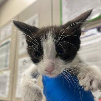 FORK -  Domestic Medium Hair Cat for Adoption in Las Vegas, Nevada - FORK | PetCurious