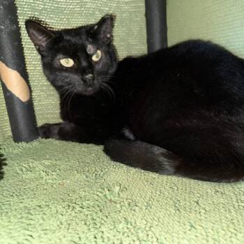 Domestic Medium Hair Cats Available for Adoption in San Saba, Texas - THOMAS | PetCurious