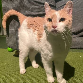 Rescue Domestic Short Hair Cats for Adoption in Hopkinton, Massachusetts - Val | PetCurious