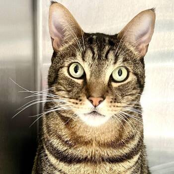 London Sky -  Domestic Short Hair Cat for Adoption in Oakland, California - London Sky | PetCurious