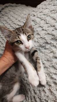 Rescue Domestic Short Hair Cats for Adoption in Louisville, Kentucky - Payday | PetCurious