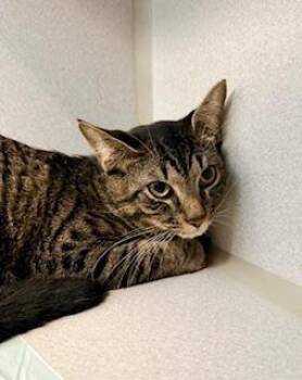 Leo -  Domestic Short Hair Cat Available for Adoption in Winter Haven, Florida - Leo | PetCurious