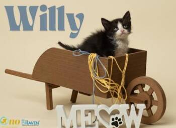 Willy -  Domestic Short Hair Cat for Adoption in Fairhope, Alabama - Willy | PetCurious