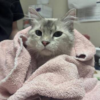 Samantha -  Siamese and Domestic Medium Hair Cat for Adoption in Tempe, Arizona - Samantha | PetCurious