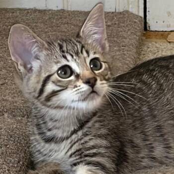Sunny -  Tabby Cat for Adoption in Central Falls, Rhode Island - Sunny | PetCurious