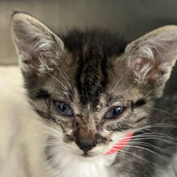 Neptune -  Domestic Short Hair Cat for Adoption in Taos, New Mexico - Neptune | PetCurious