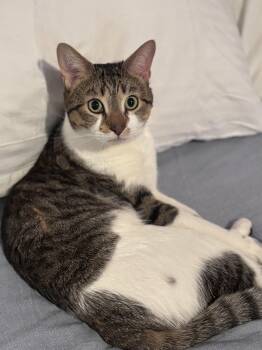 Teddy -  Domestic Short Hair Cat for Adoption in Canton, Massachusetts - Teddy | PetCurious