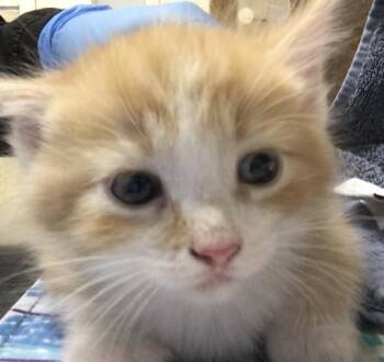 LEO -  Domestic Short Hair Cat for Adoption in Riverside, California - LEO | PetCurious