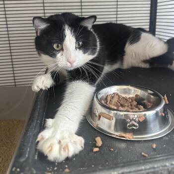 Fancy Man -  Domestic Short Hair Cat Available for Adoption in Mount Laurel Township, New Jersey - Fancy Man | PetCurious